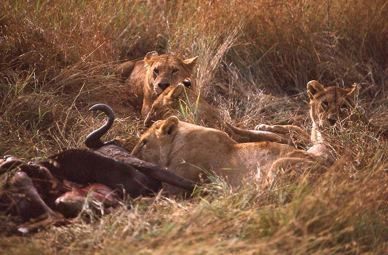 WT 1400 199-29 Kenya.jpg